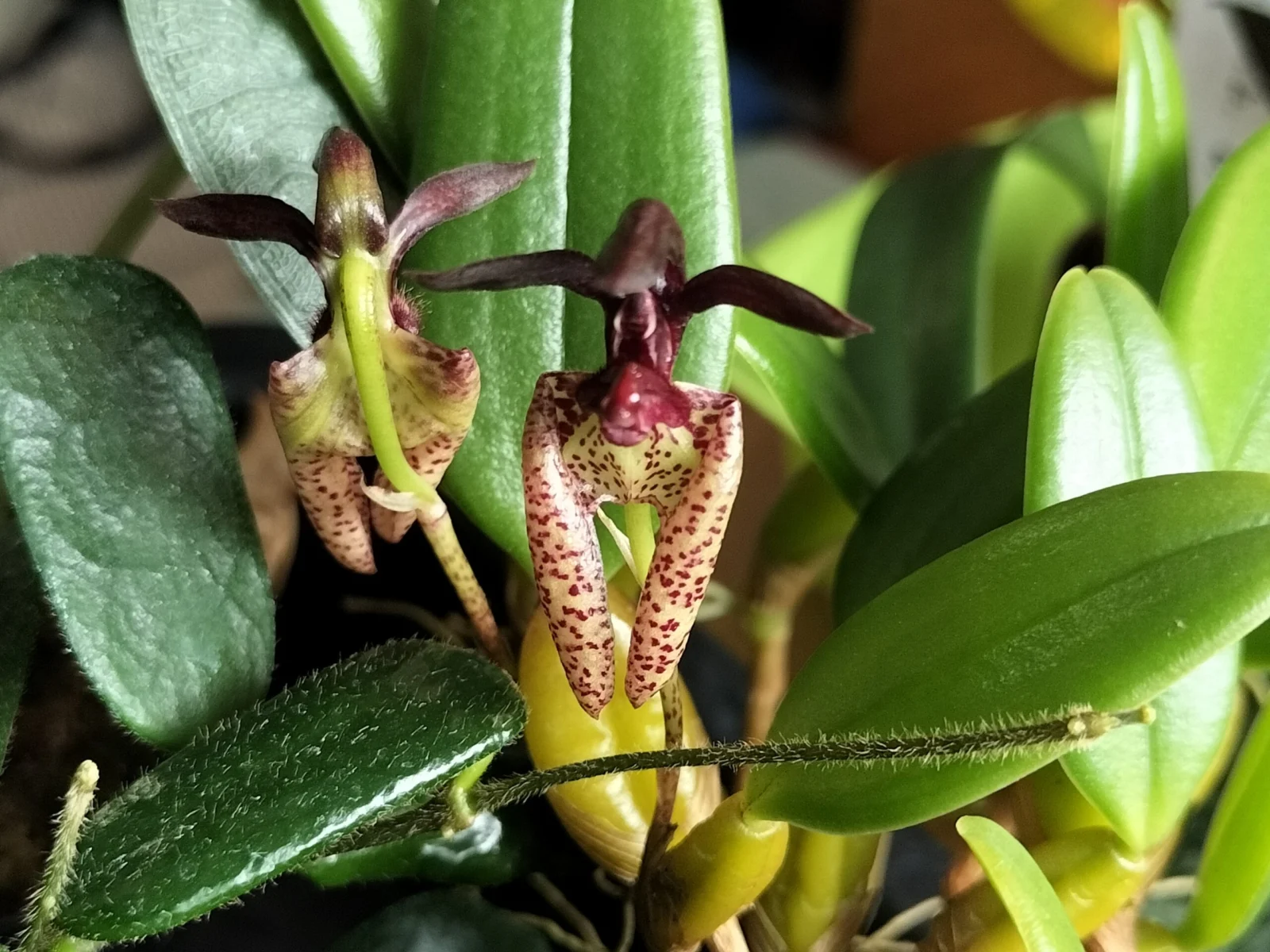 バルボフィラム ラシオキラム