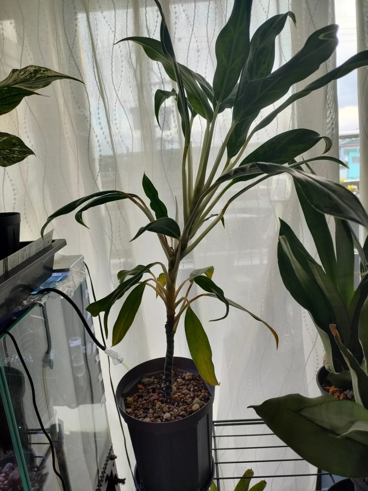 アグラオネマ ゴースト