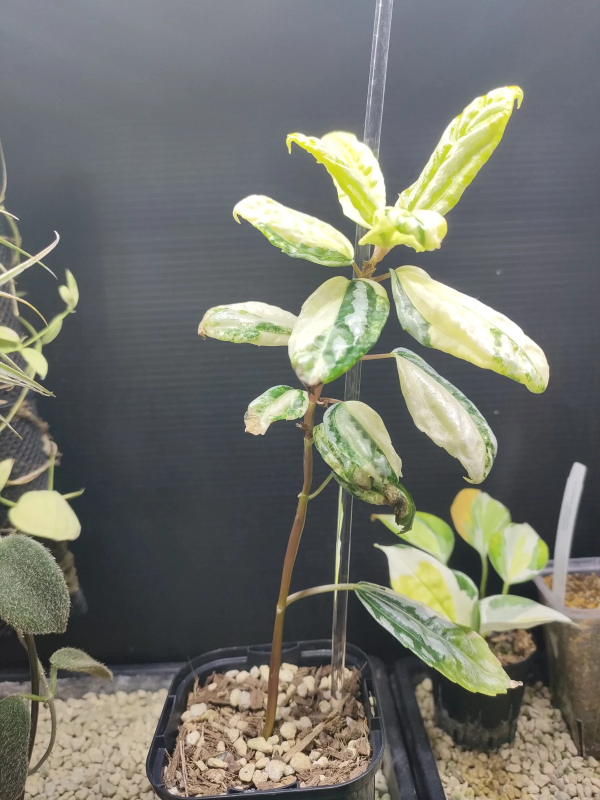 ピレアカディエレイ 斑入り