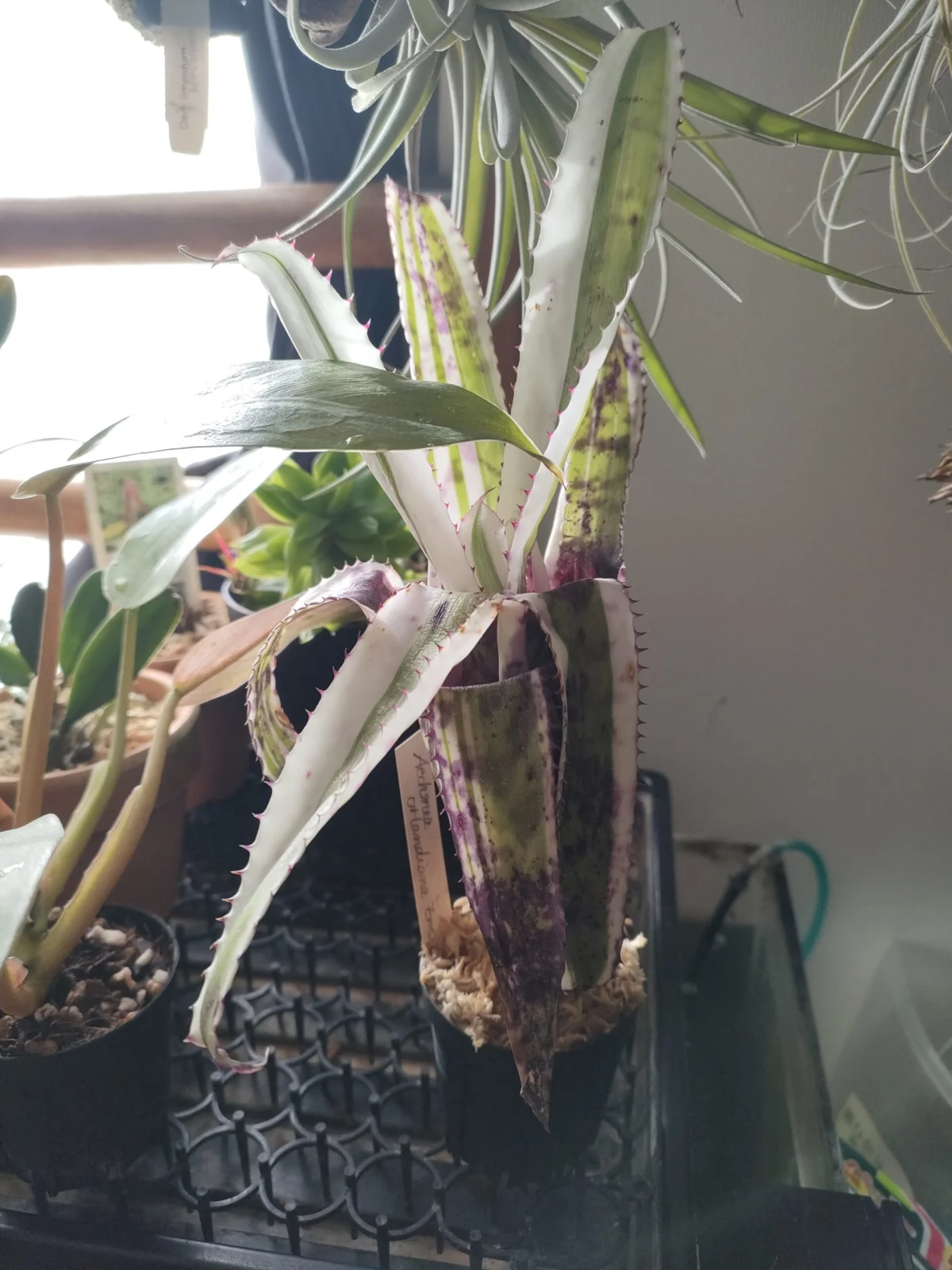 エクメア　オーランディアナ　エンサイン