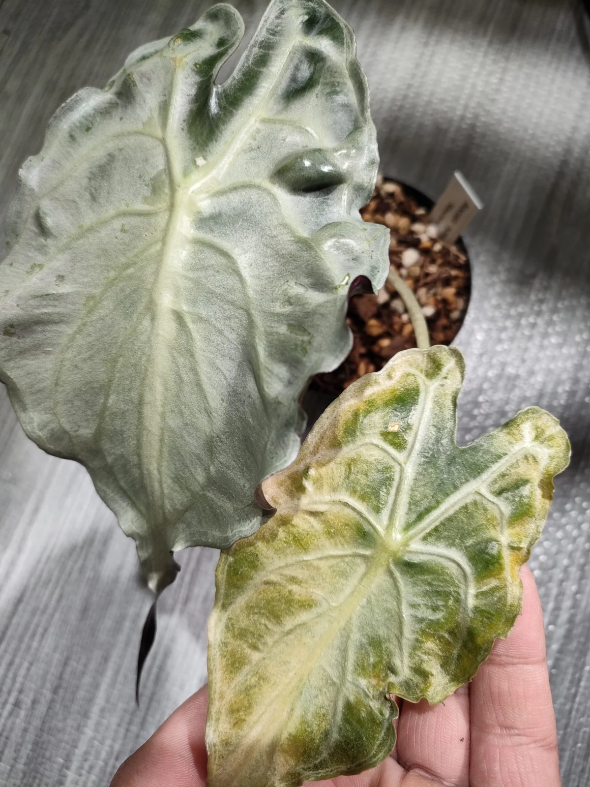 アロカシア アマゾニカ ベノム