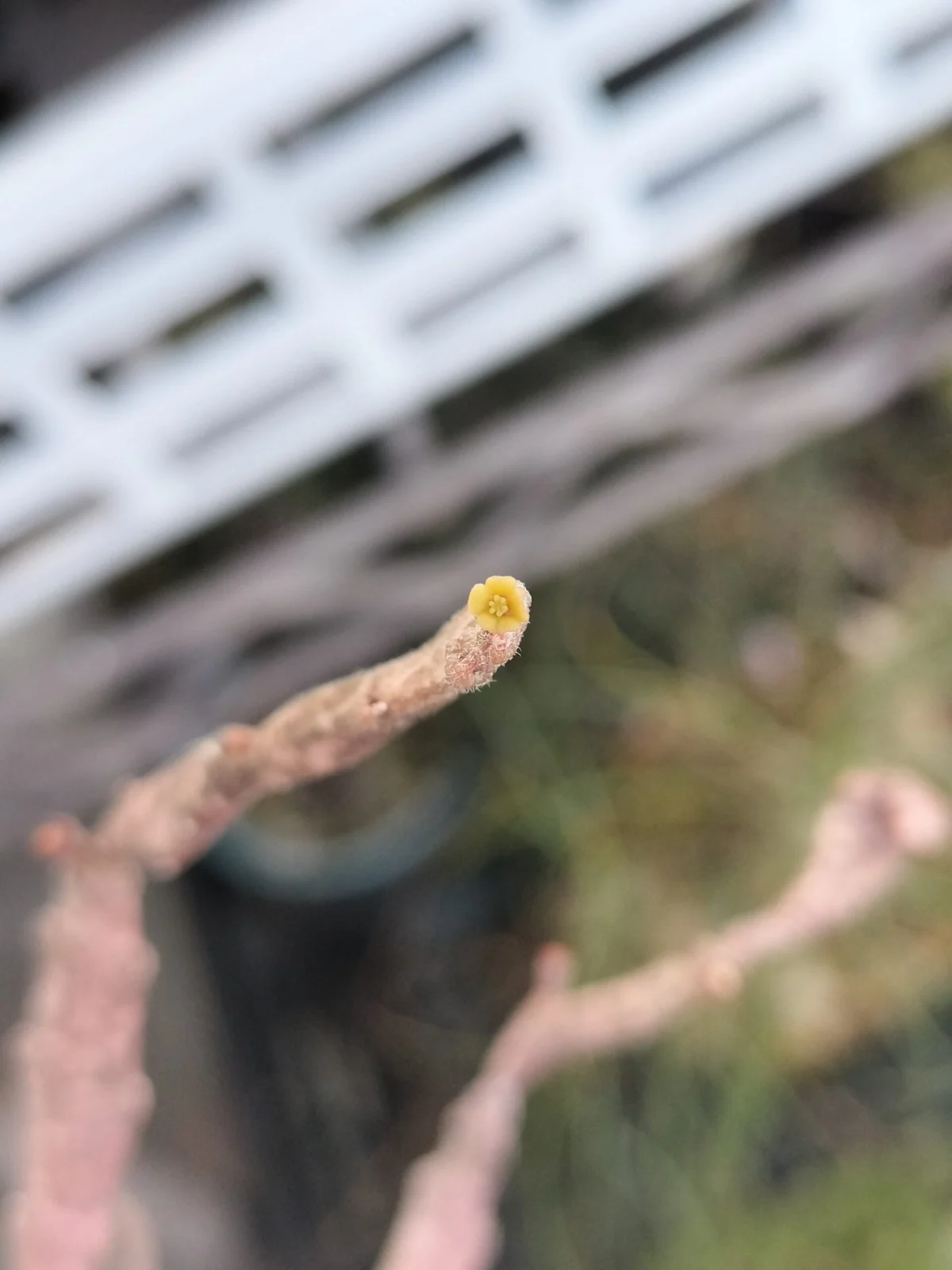 ユーフォルビア プラティクラダ ゾンビプランツ