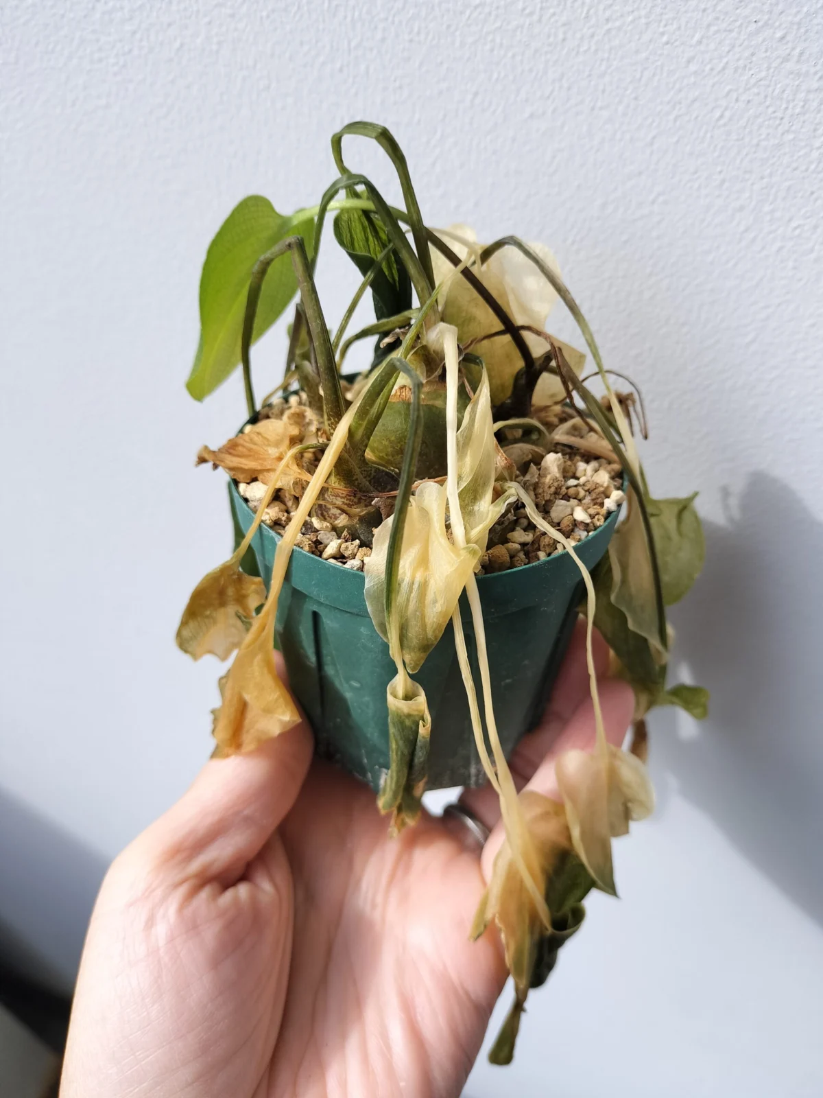 ドリミオプシス マクラータ 凍傷