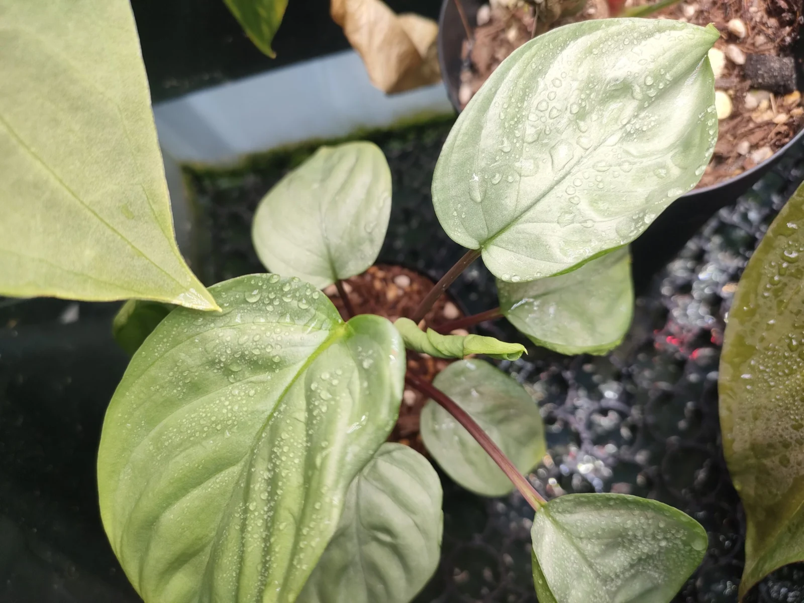 ホマロメナ 涼日