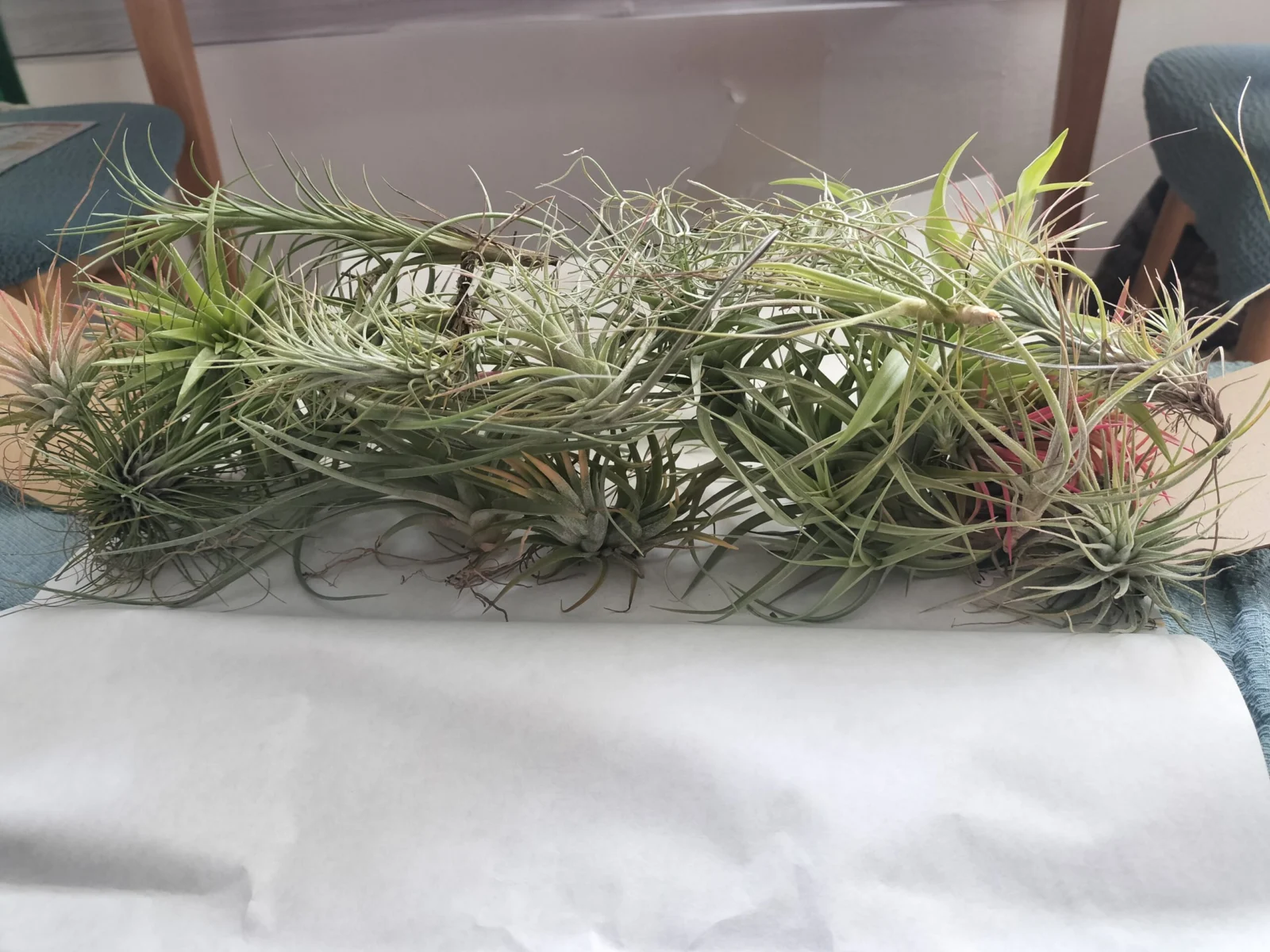 ティランジア 般若のお片付け箱