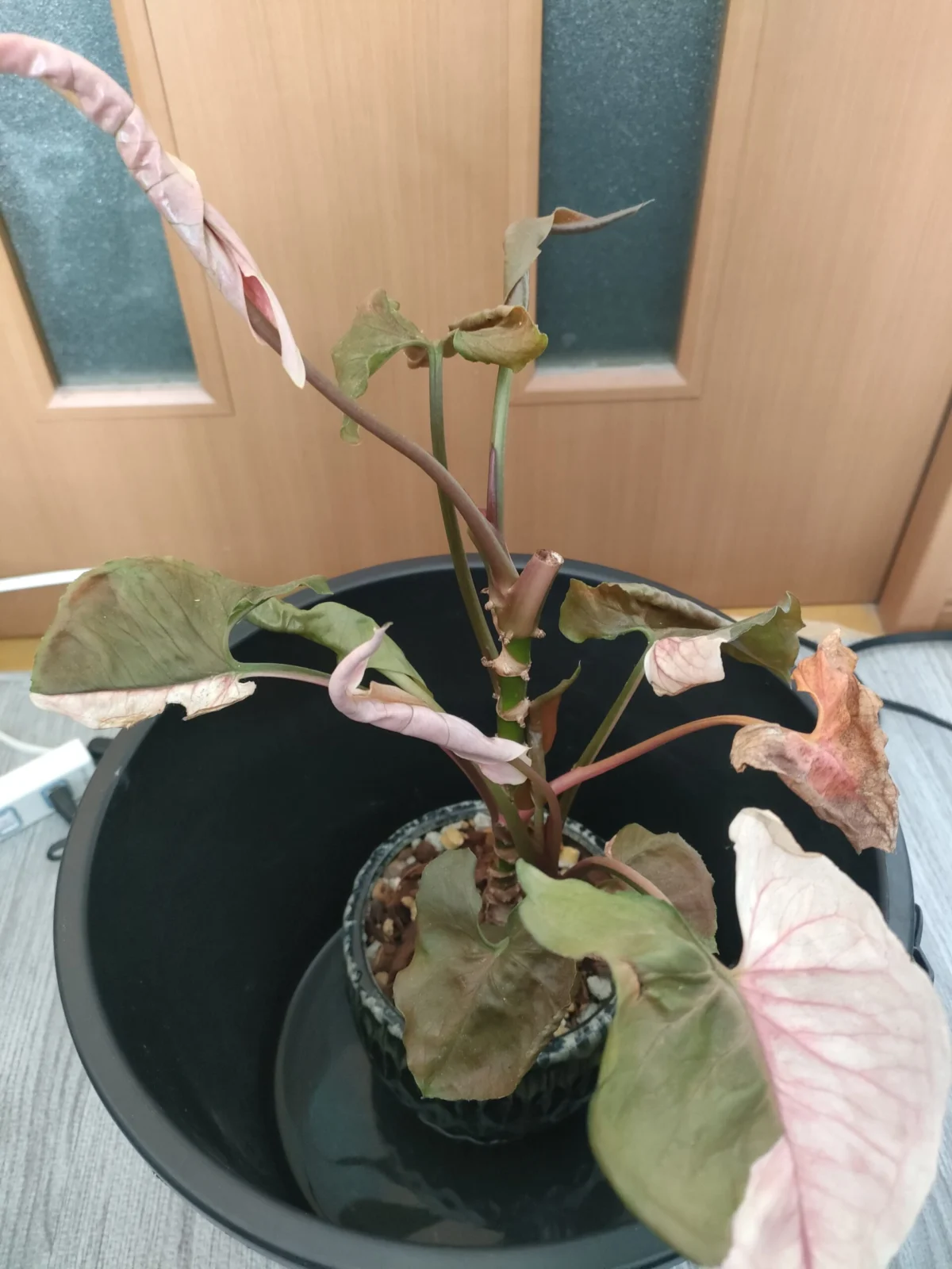 シンゴニウム ミヤビ