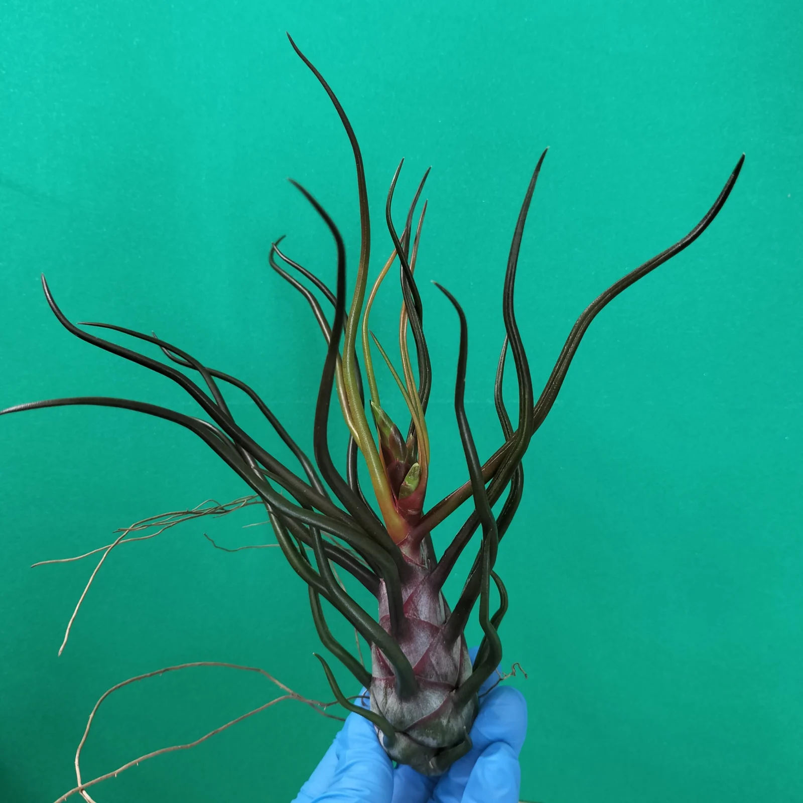 ティランジア ブルボーサ