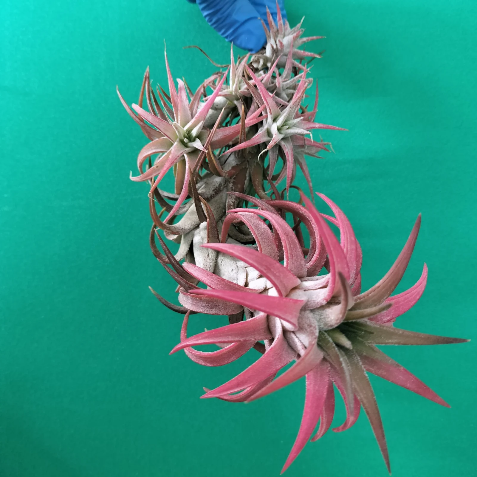 ティランジア バンハイニンギー