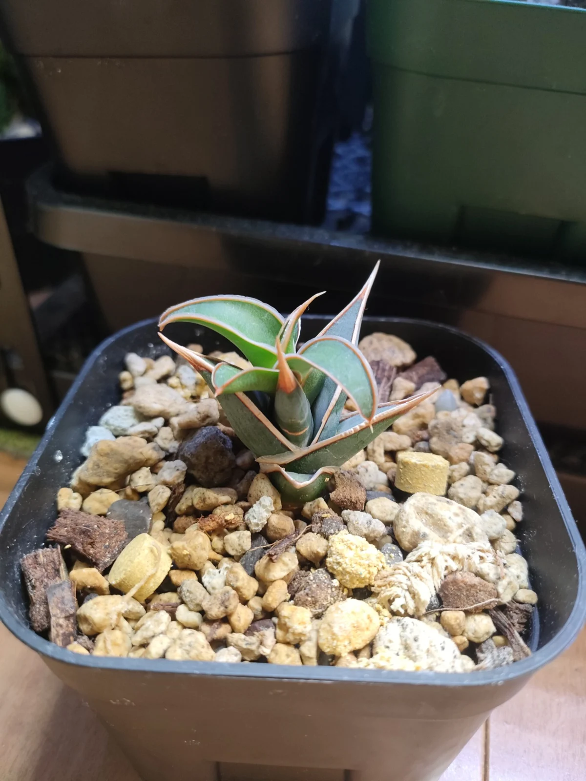 サンスベリア ピングイキュラ