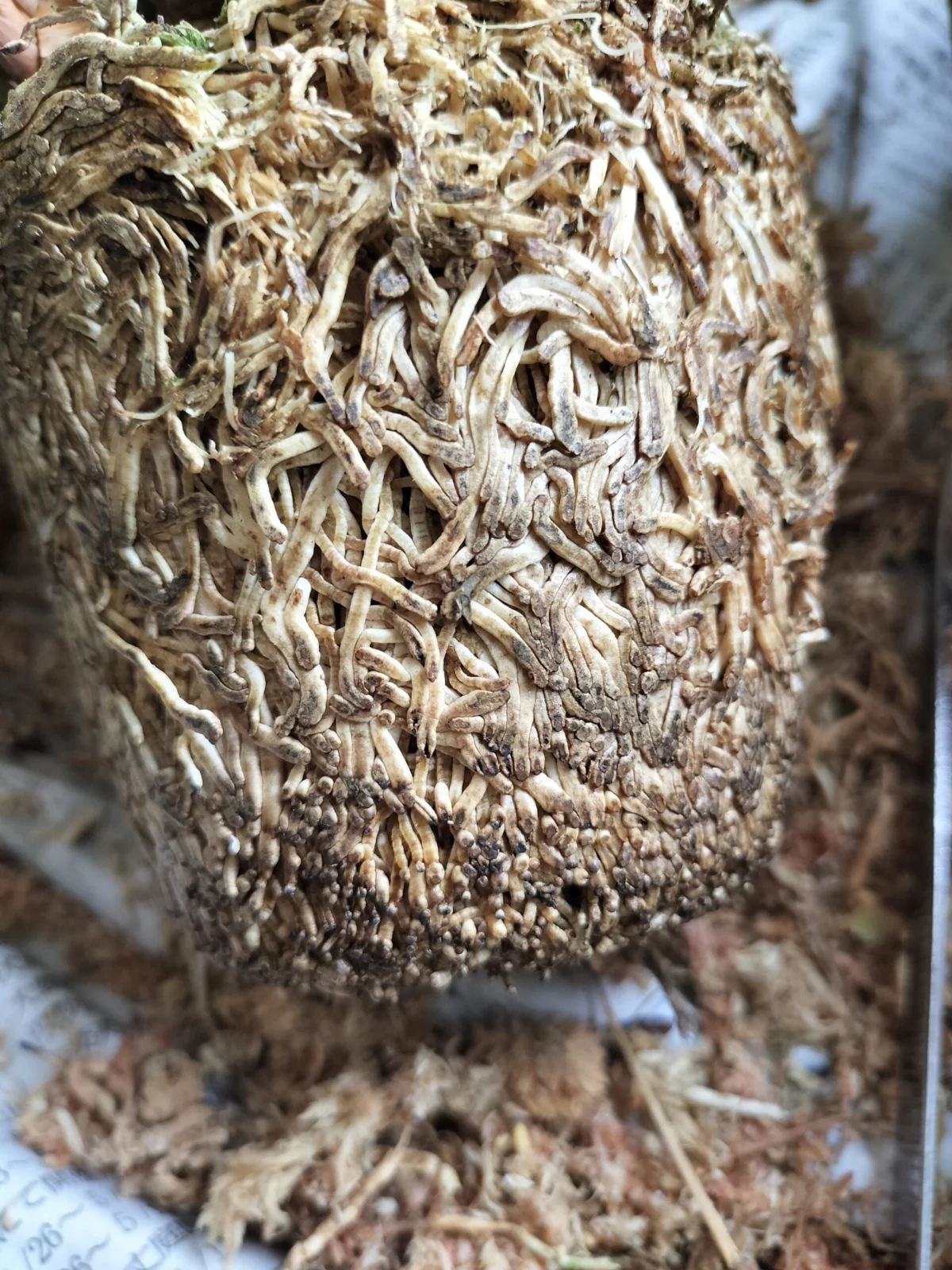 マキシラリア テヌイフォリア 根鉢 集合体注意！