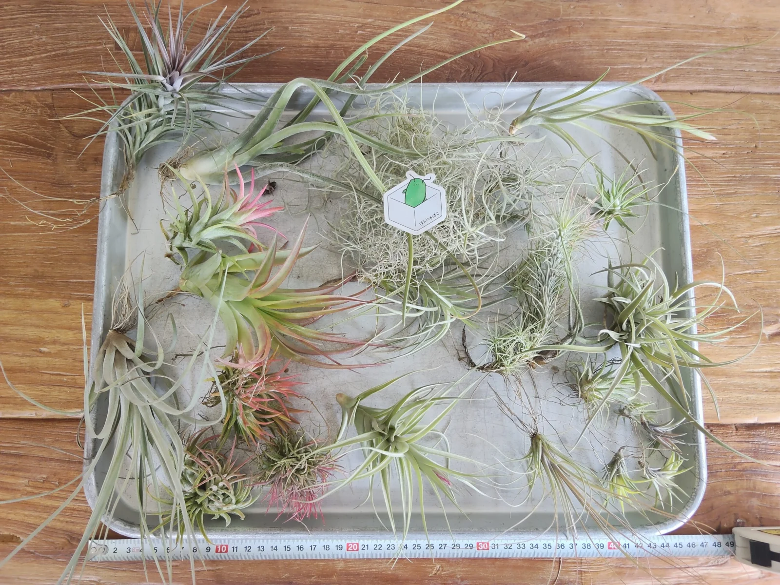 チランジア　般若箱2026年春