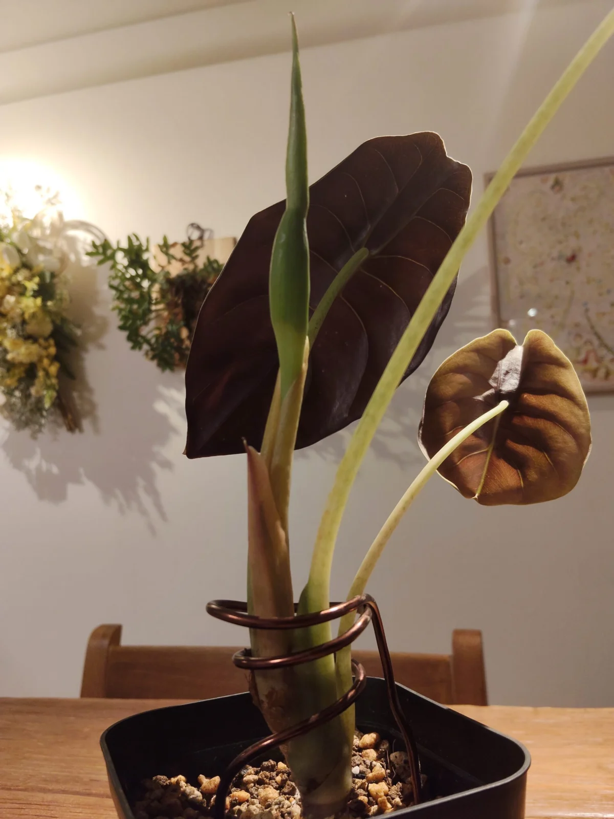 アロカシア　クプレア