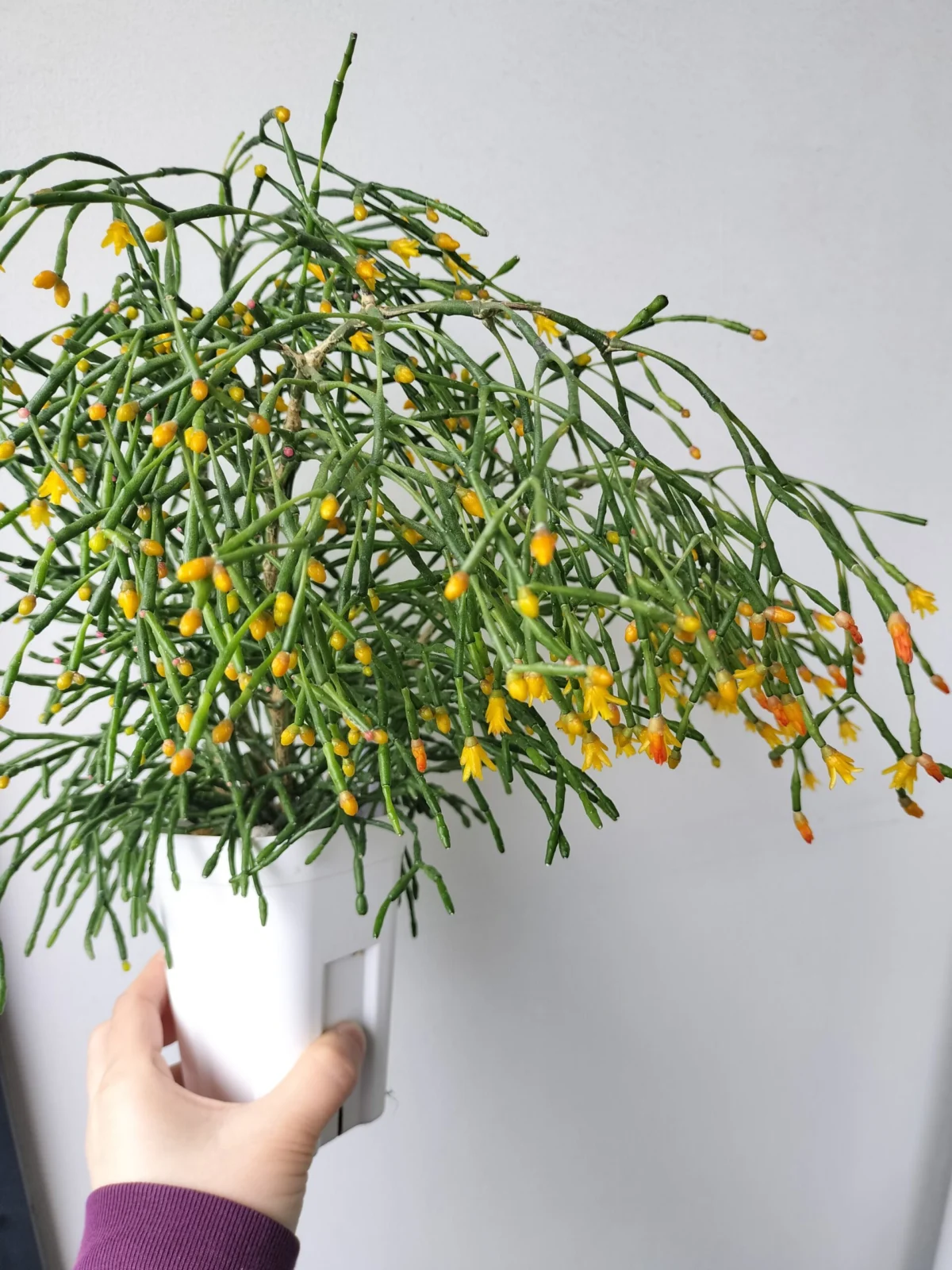 リプサリス ハティオラ サルコルニオイデス