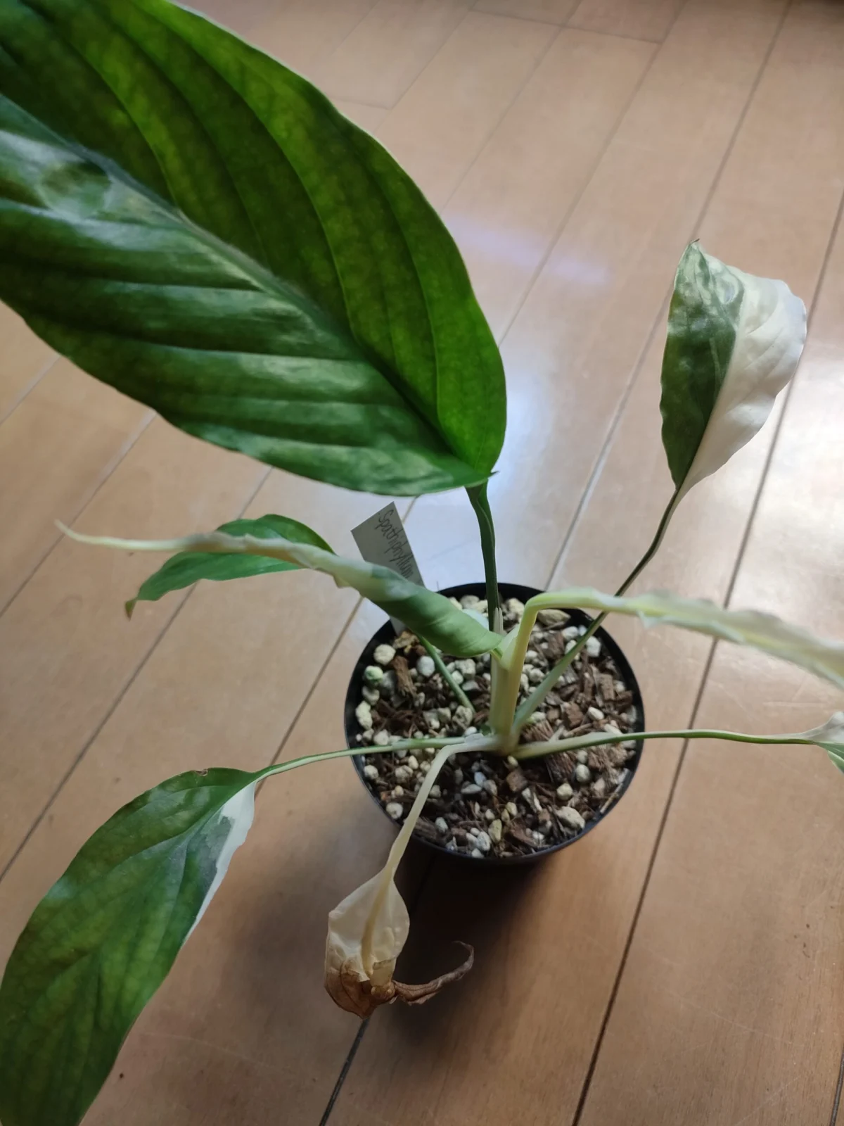 スパティフィラム ピカソ