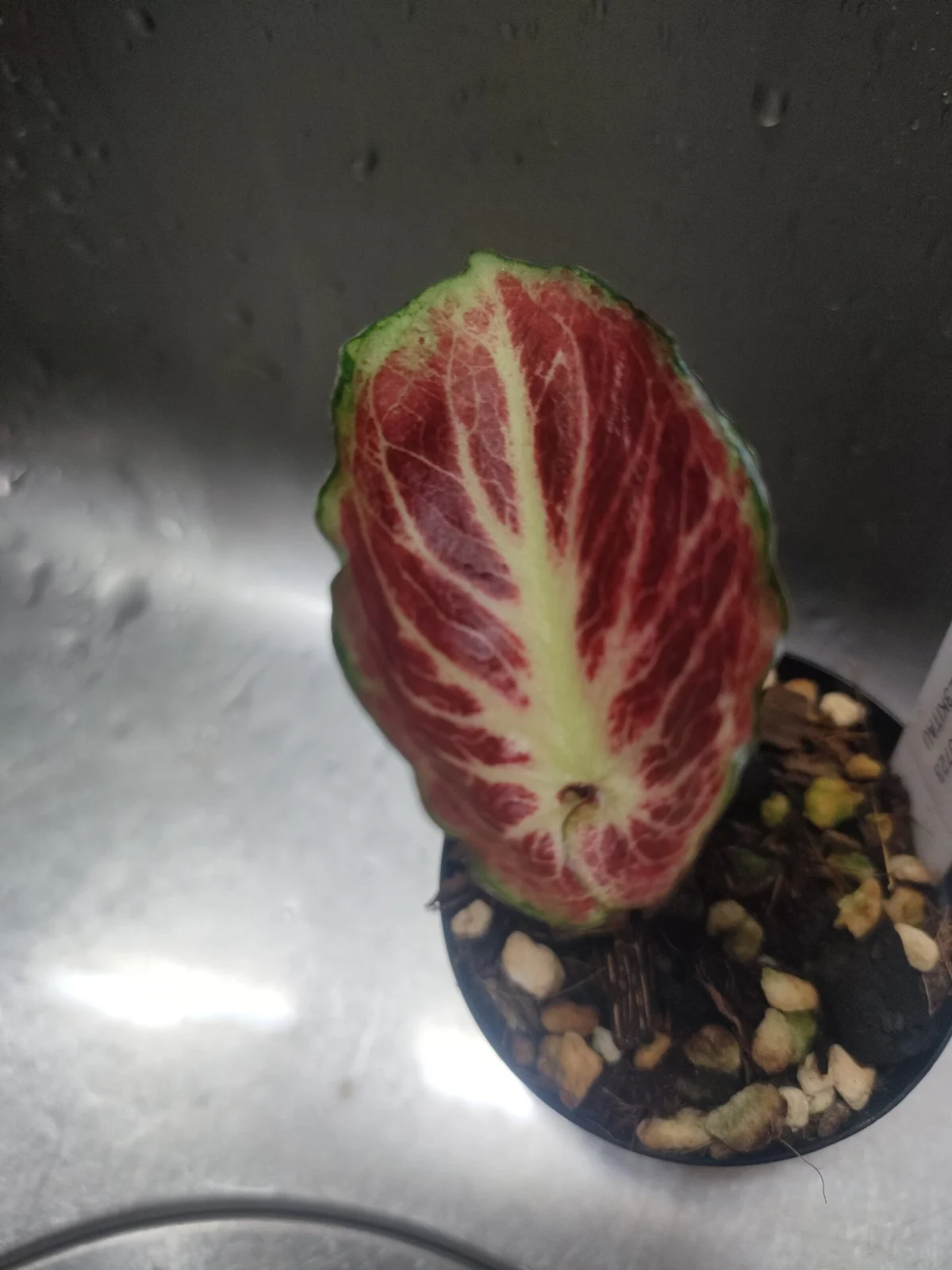 カラジウム ワギュウ