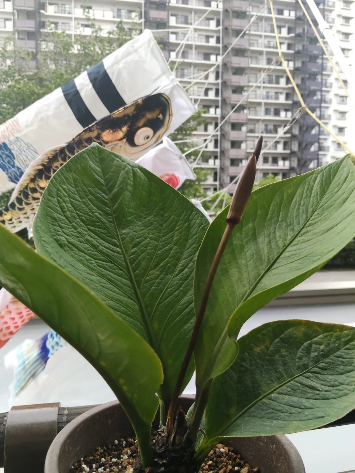 横浜　たそがれの　アンスリウム　ジェンマニー　花