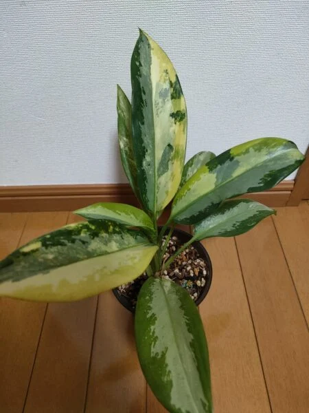 アグラオネマ　スワンナプーム　バリエガータ