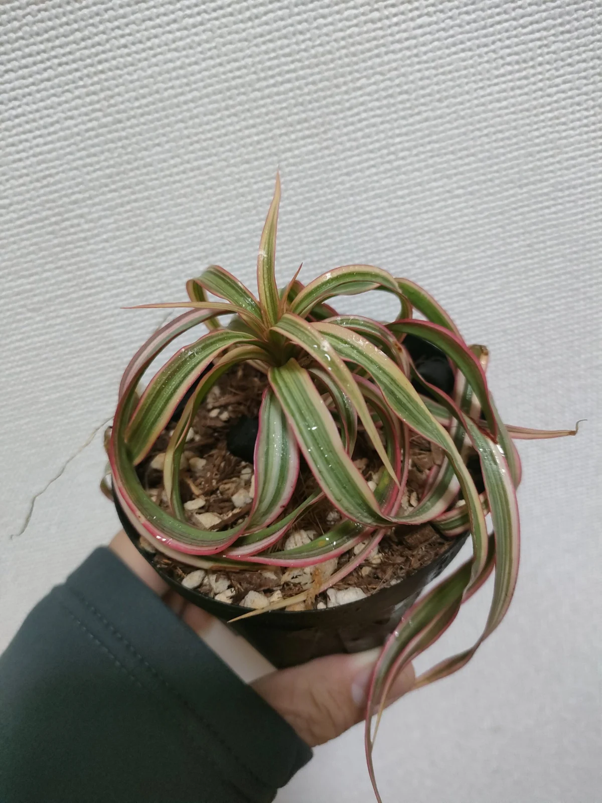 ドラセナ コンシンネ キュンティ