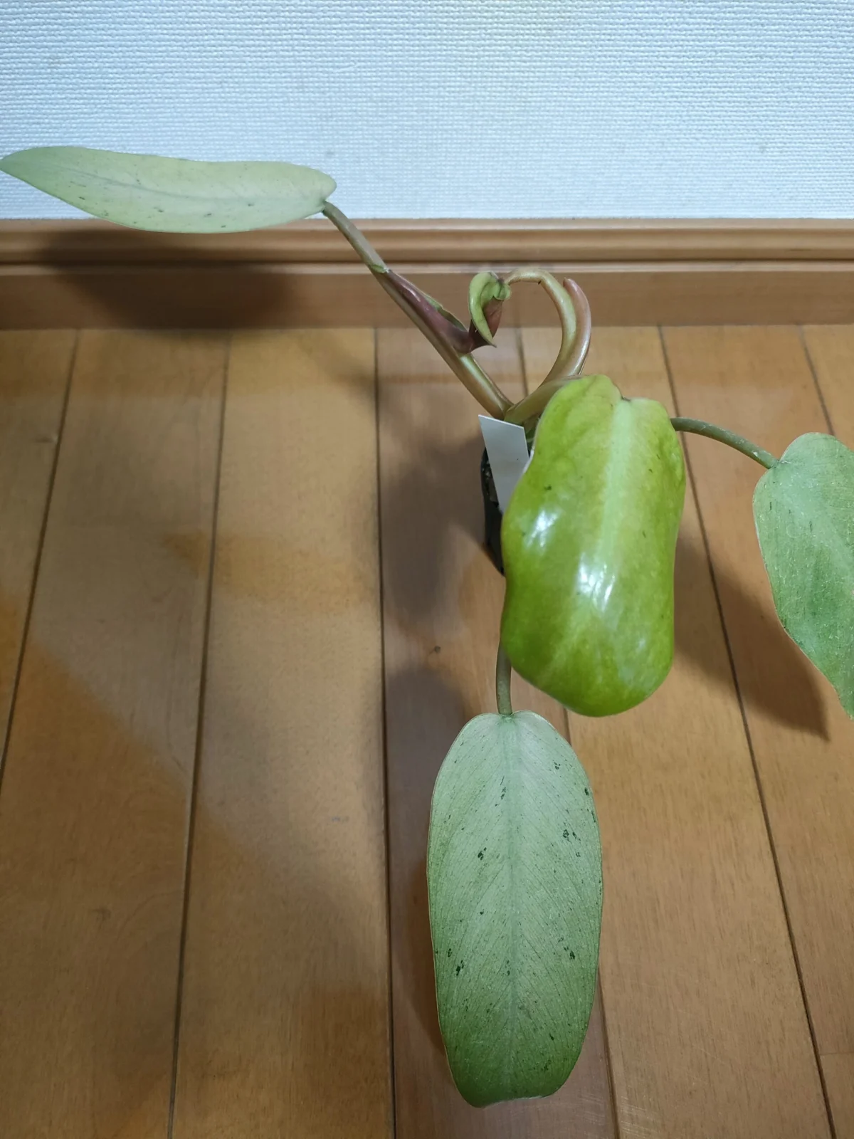 フィロデンドロン ウィップルウェイ