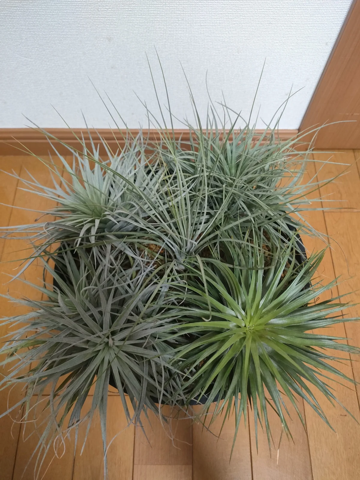 ティランジア 品種不明 寄せ植え風