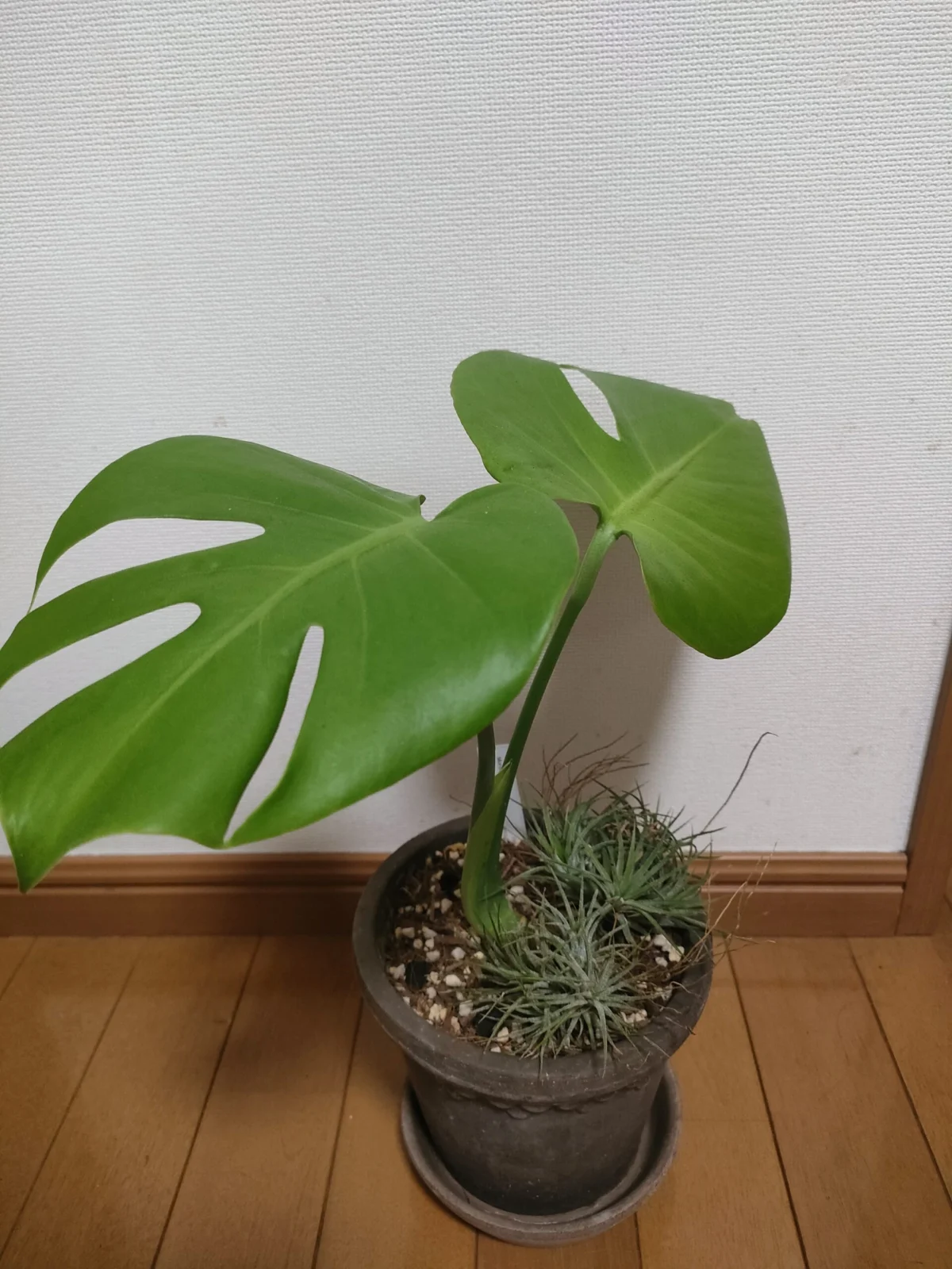 モンステラ デリシオーサ イエロームーン