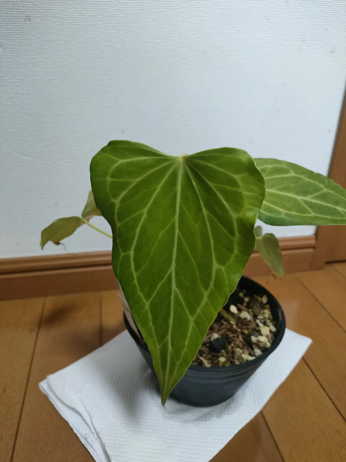 アンスリウム デルタフォース