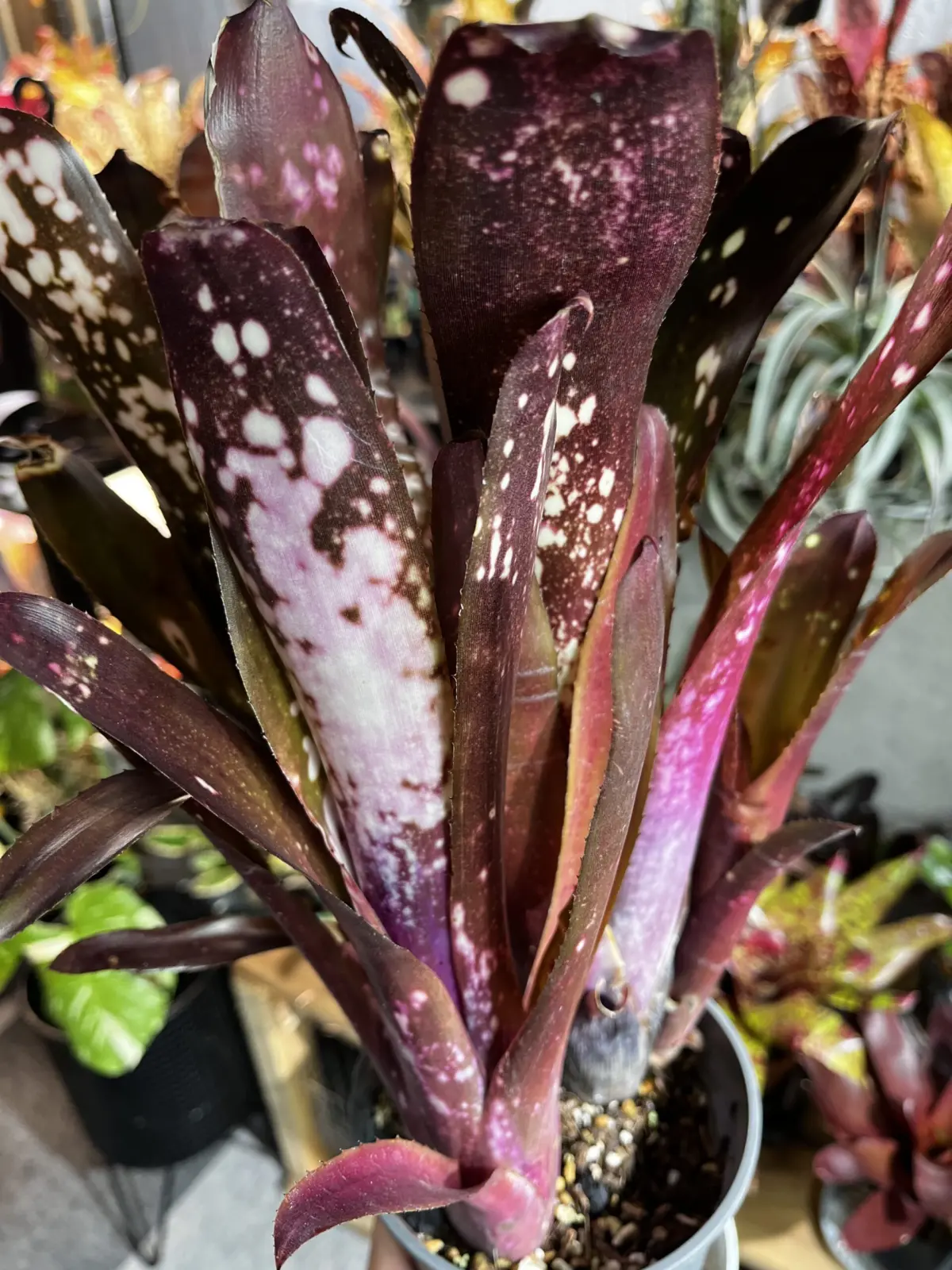 ビルベルギア　ハレルヤ　群生