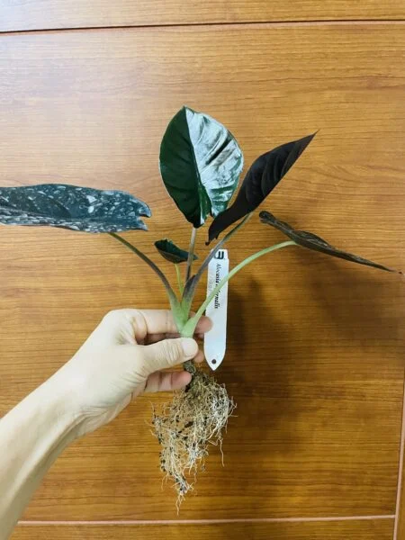 アロカシア インフェルナリス 植え替え