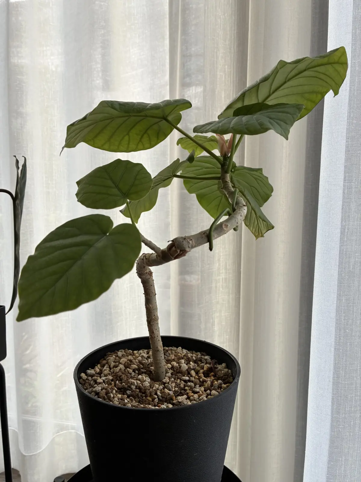 フィカス　ウンベラータ　曲げ