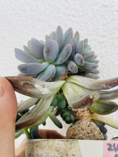 エケベリア　虫