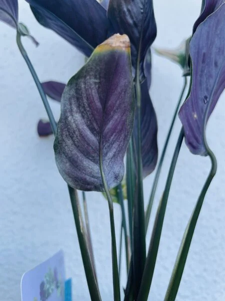 カラテア　ホワイトスター　ハダニに吸われた痕　害虫　ライブ相談あり