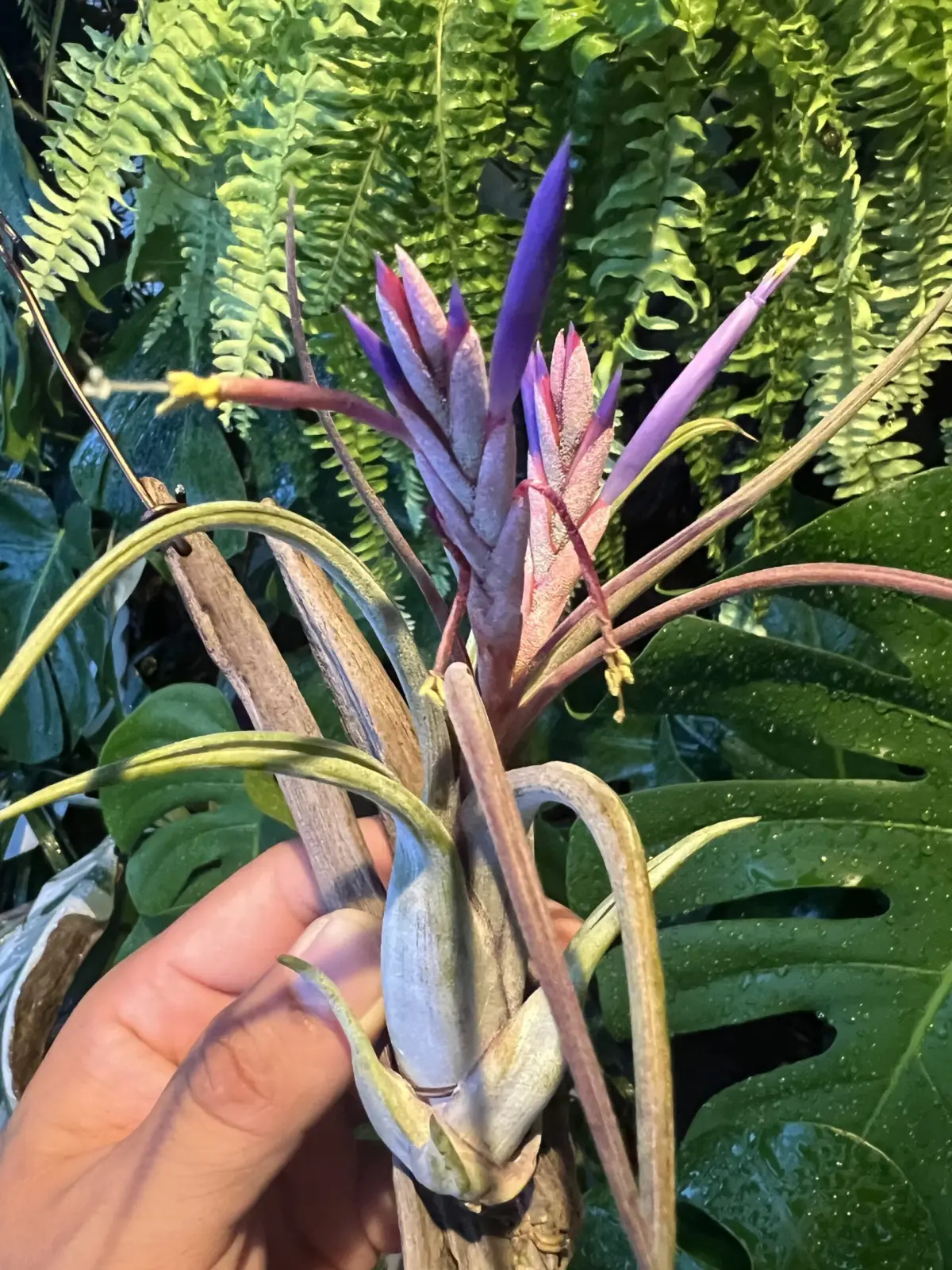 チランジア　品種不明