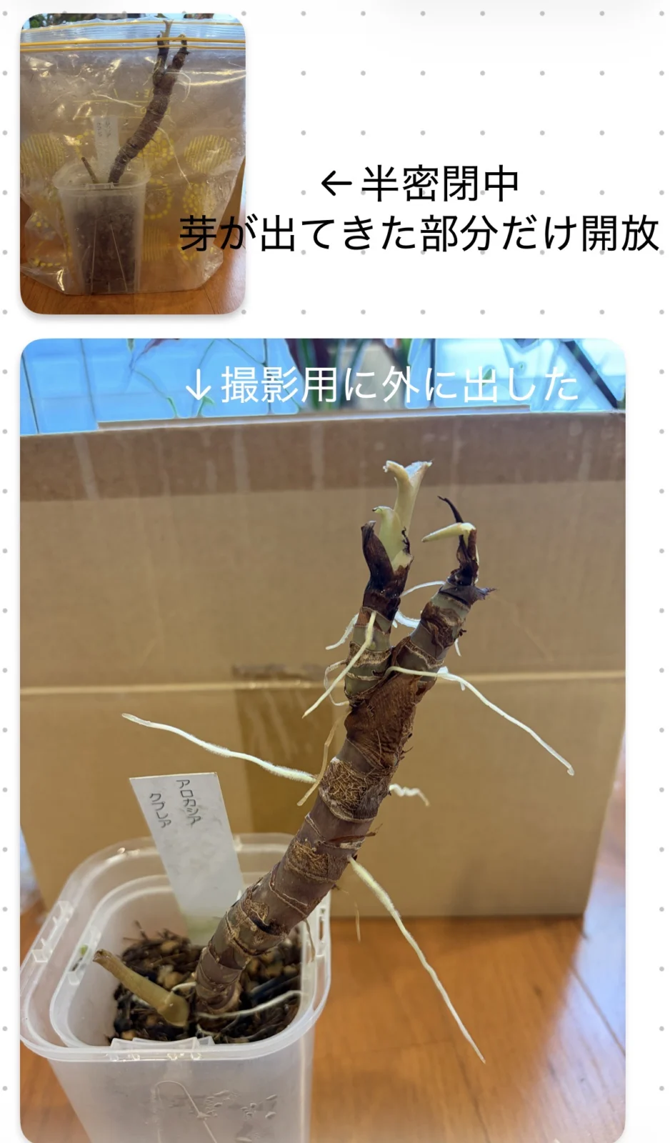 アロカシア クプレア フーフー密閉