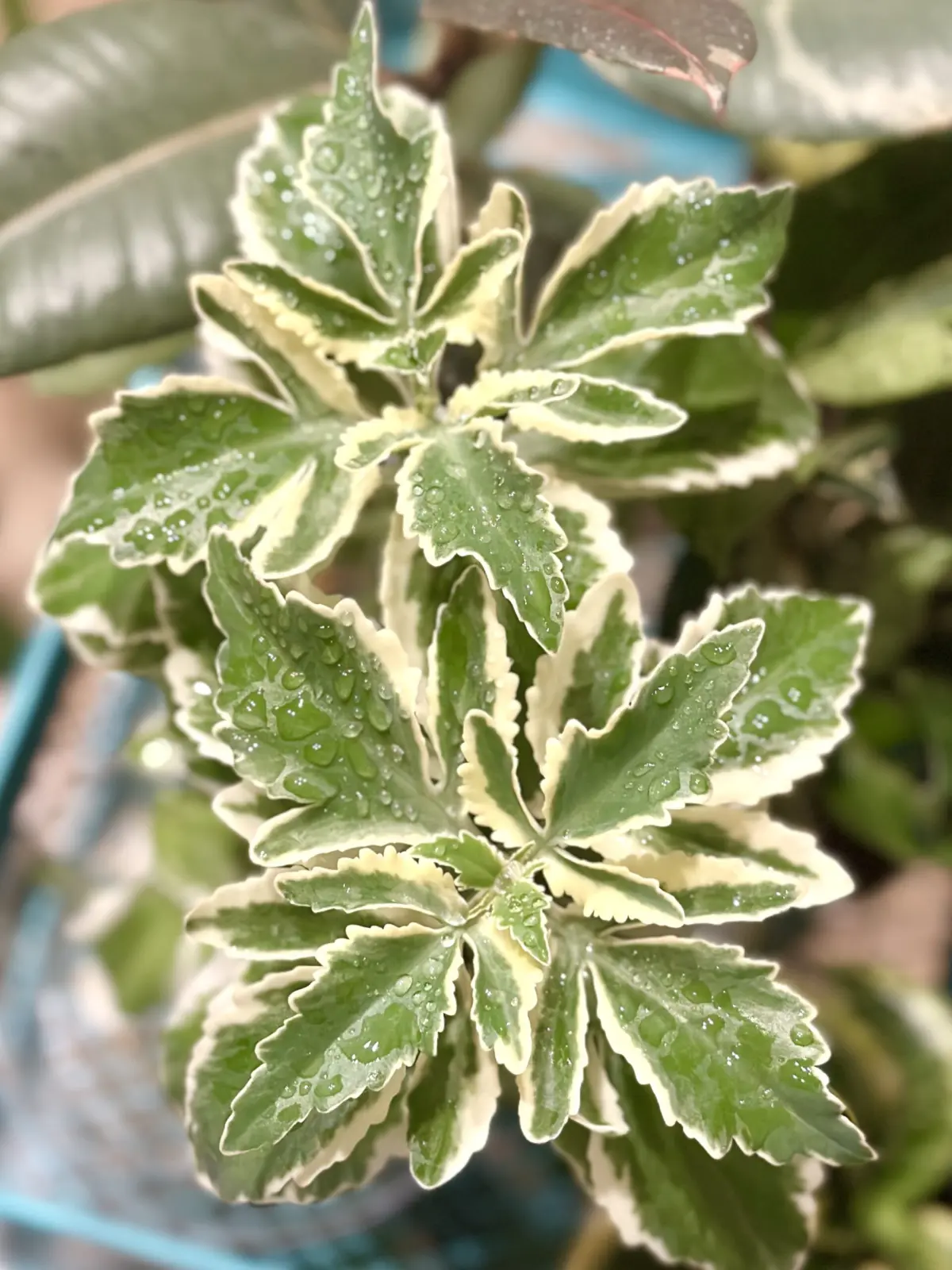 カランコエ ラチニアータ バリエガータ