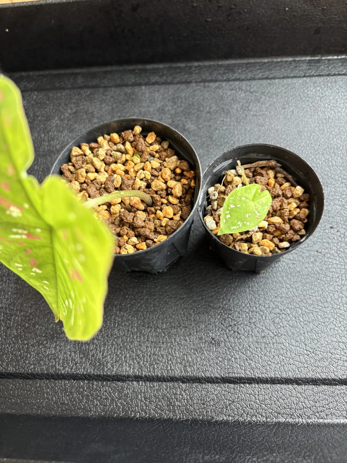 カラジウム　ビコロール