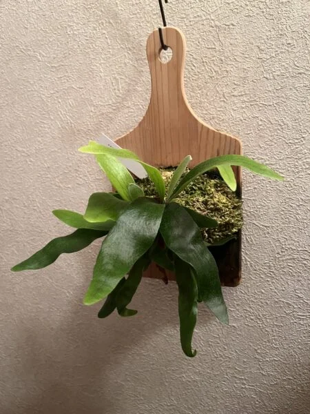 ビカクシダ コモチ