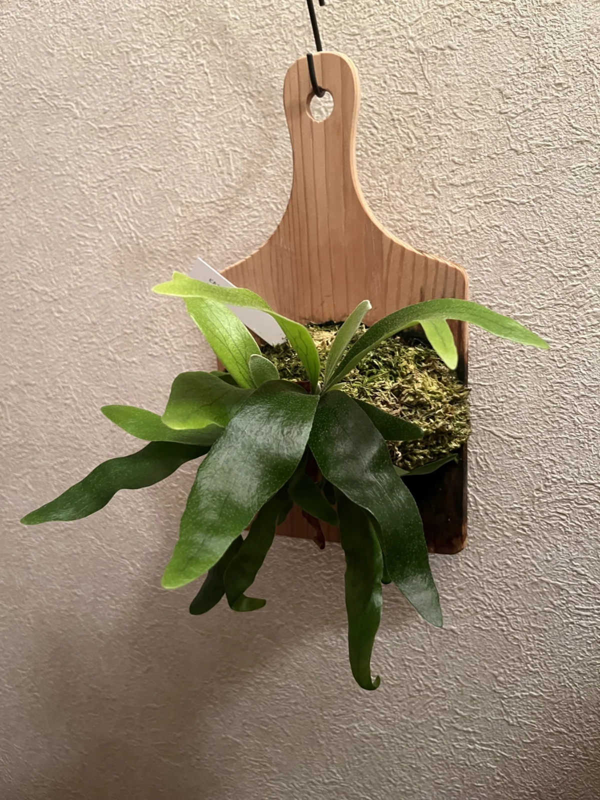 ビカクシダ コモチ