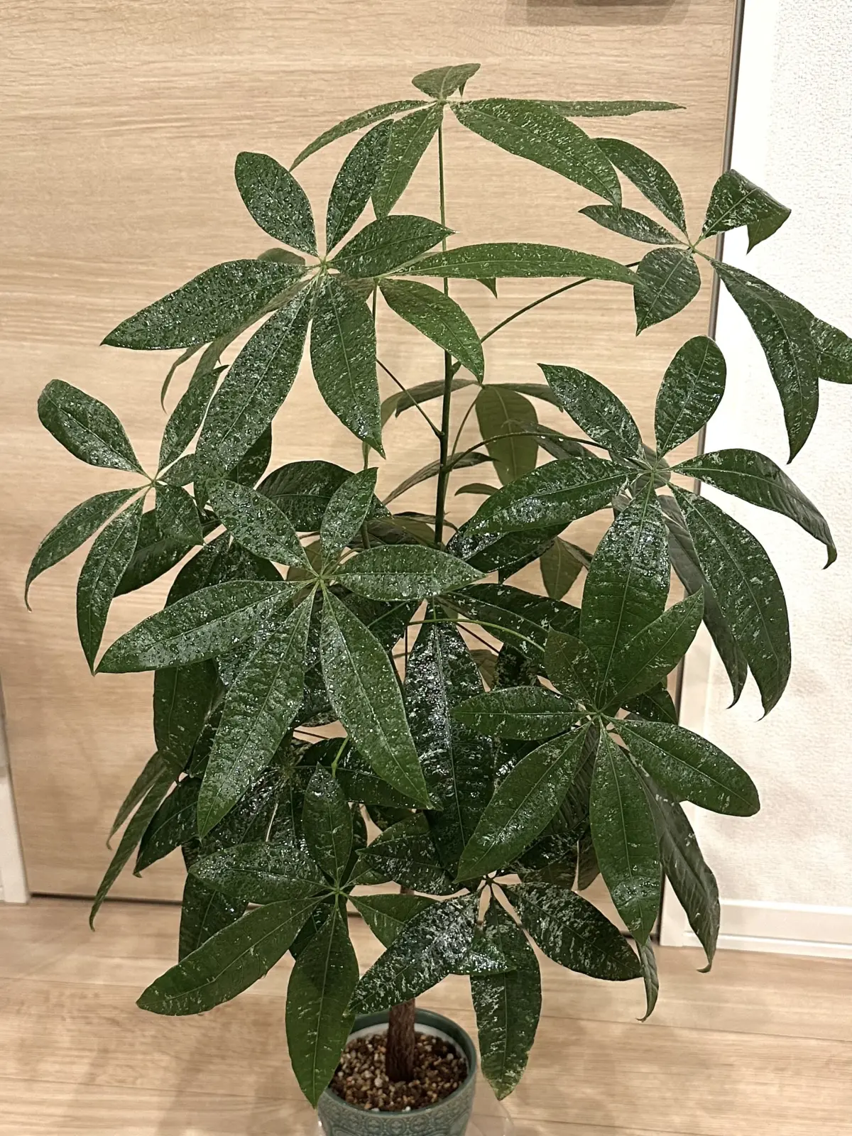 パキラ　斑入り　実生