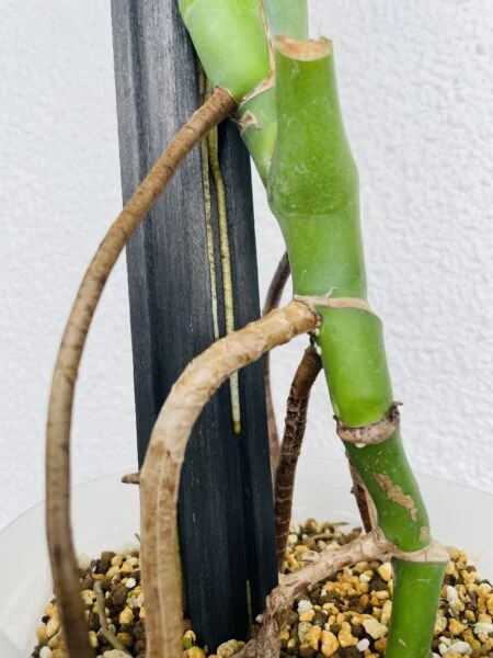 モンステラ　100均　支柱見つけた