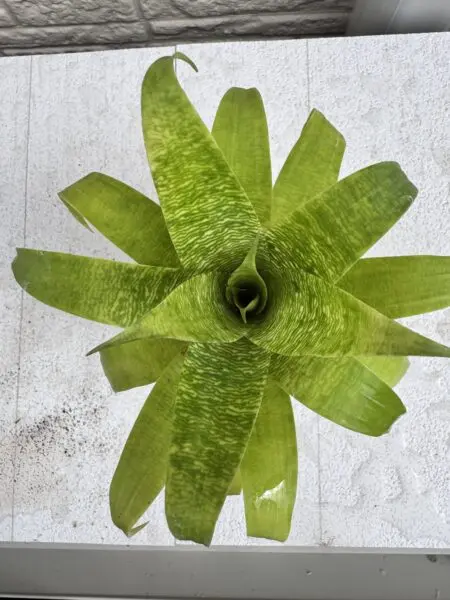 フリーセア　オスピナエ