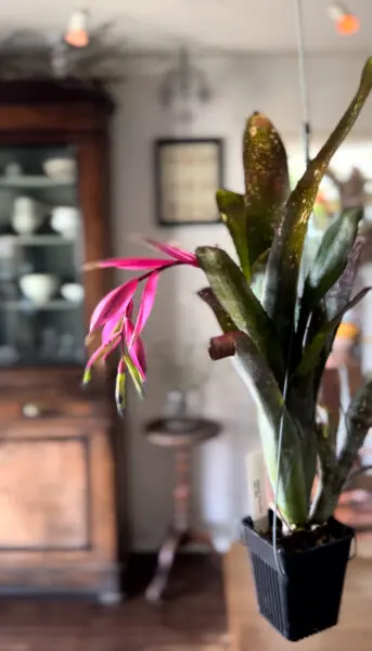 ビルベルギア　クムフラ　花