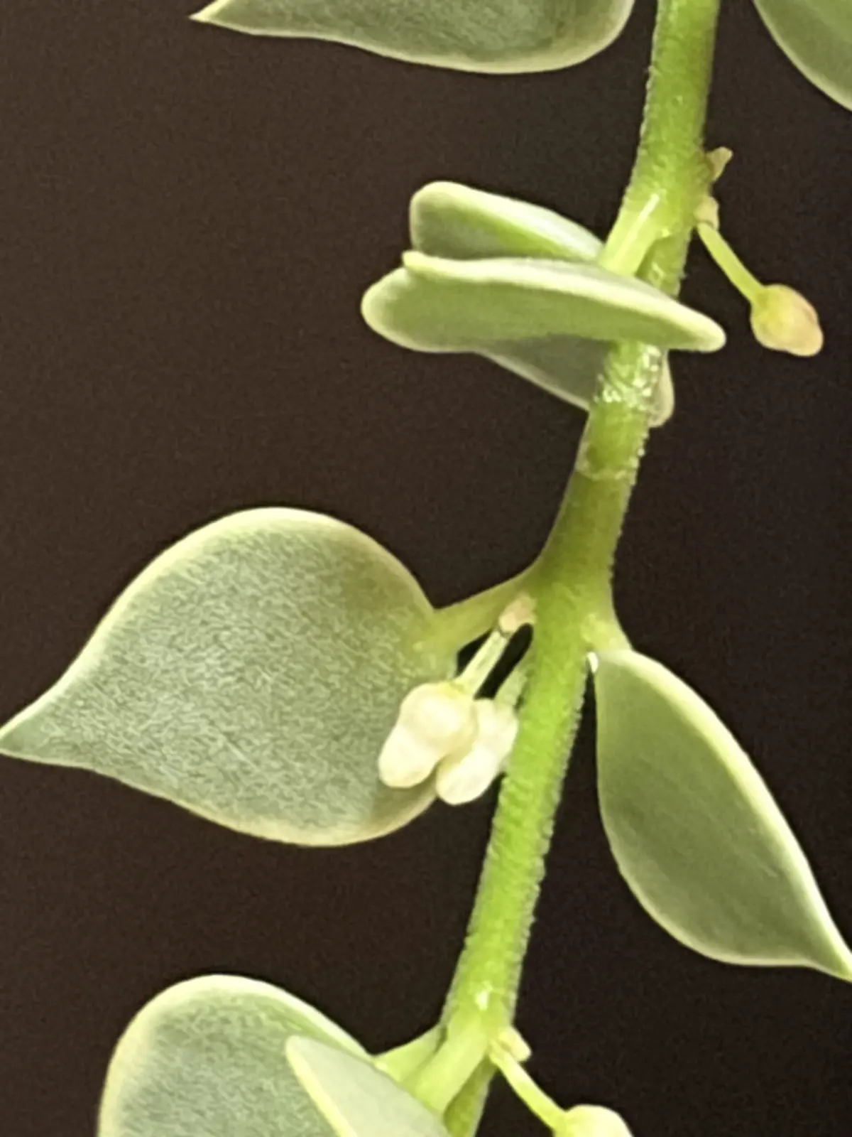 ディスキディア　ミリオンハート