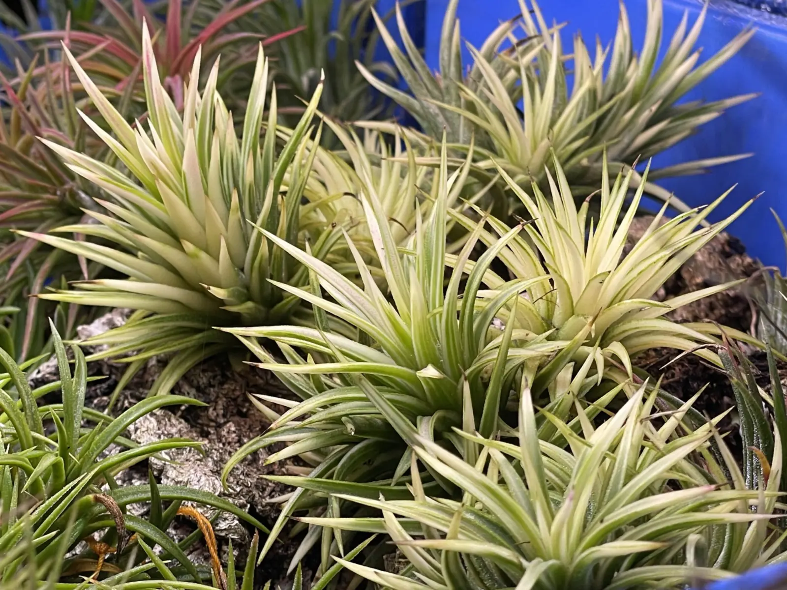 ティランジア　イオナンタ