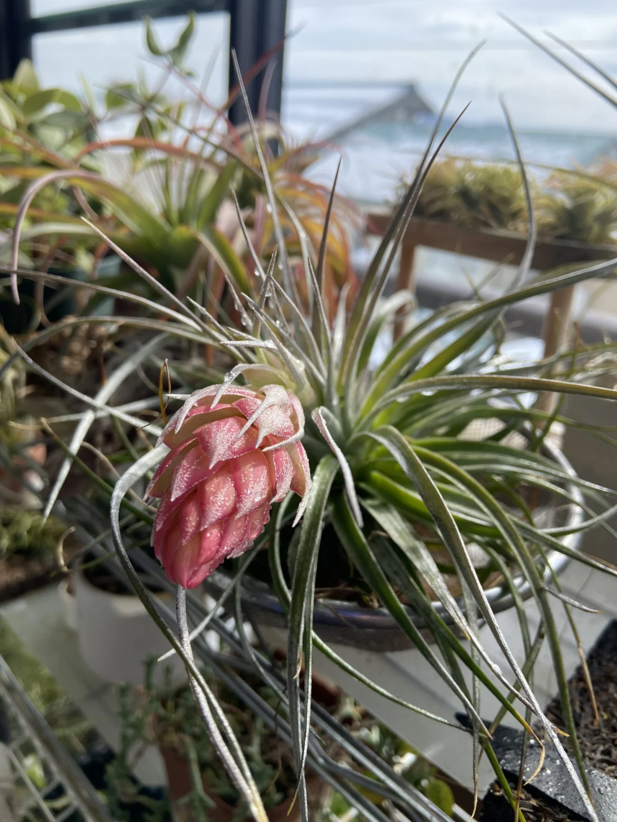 ティランジア　札落ち