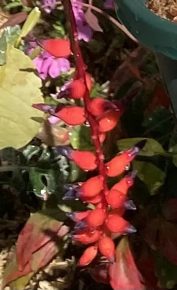 エクメア フォスターズ 花