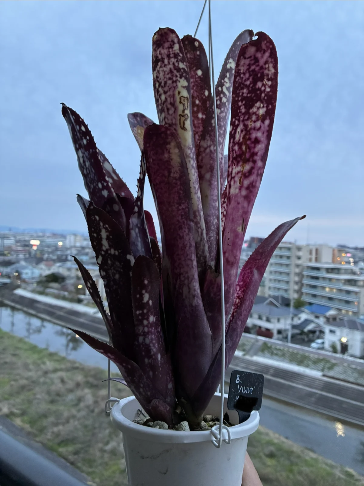 ビルベルギア　ハレルヤ