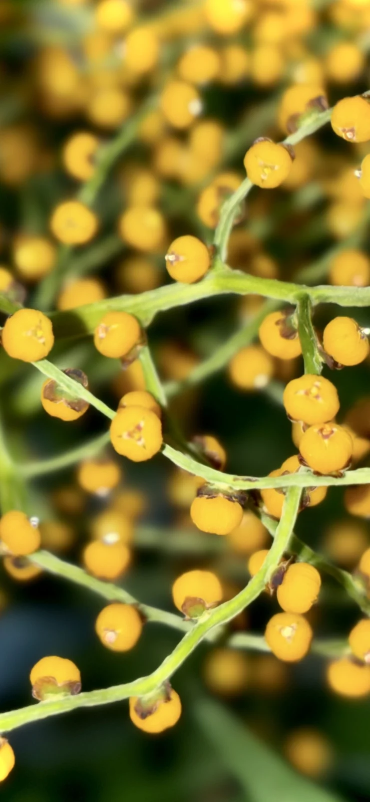 チャメドレア　エレガンス　テーブルヤシ　花