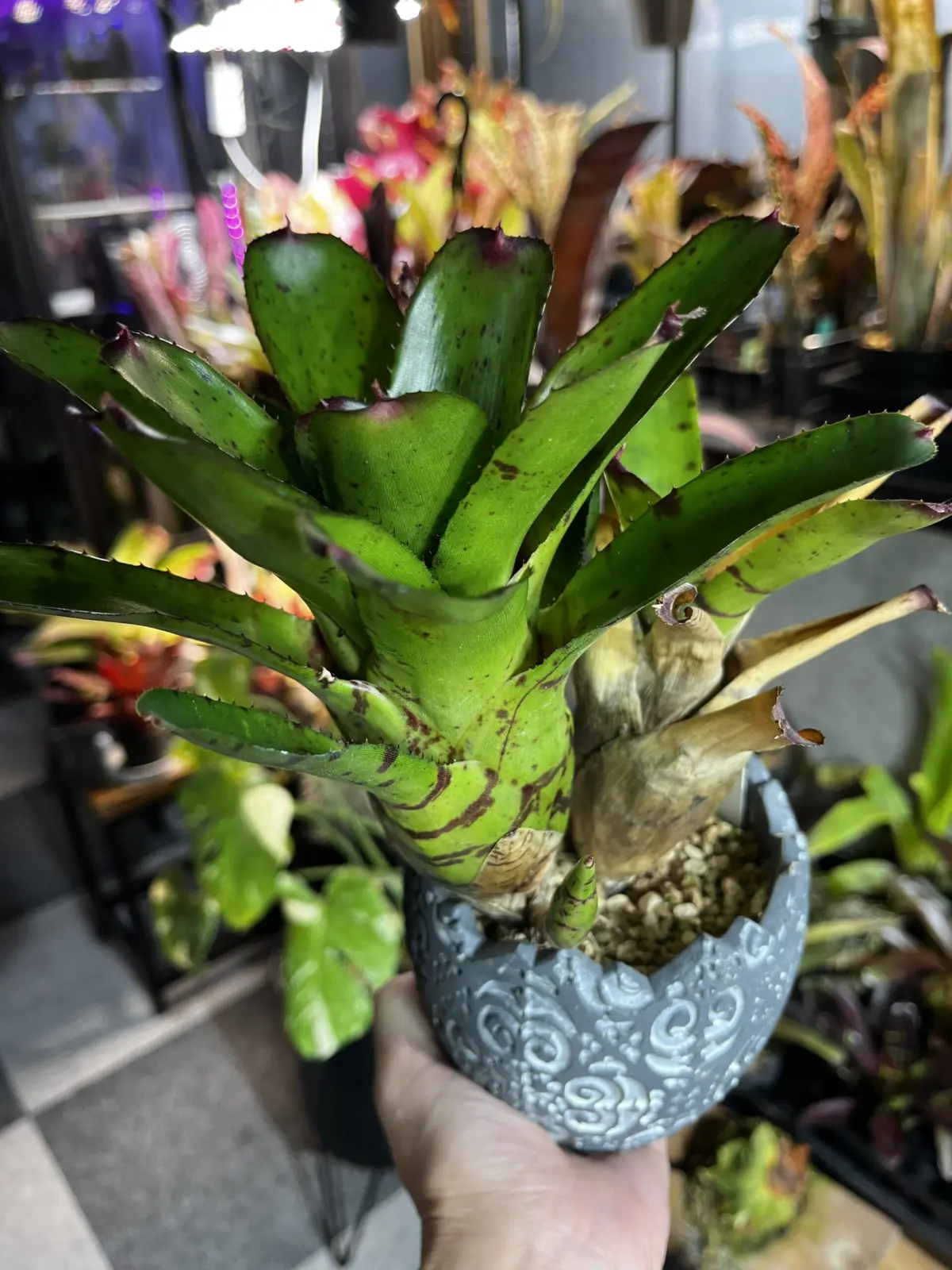 ネオレゲリア　リトルフィッシュ