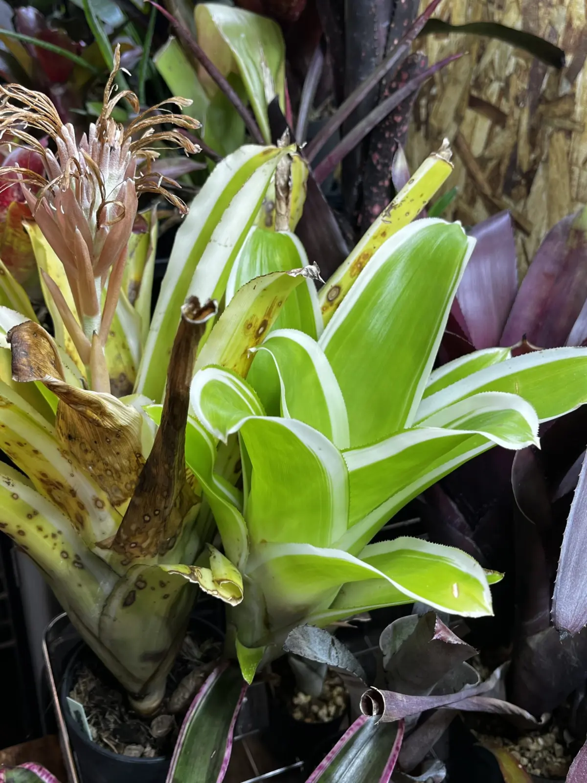 ビルベルギア　ピラミダリス　キョウト