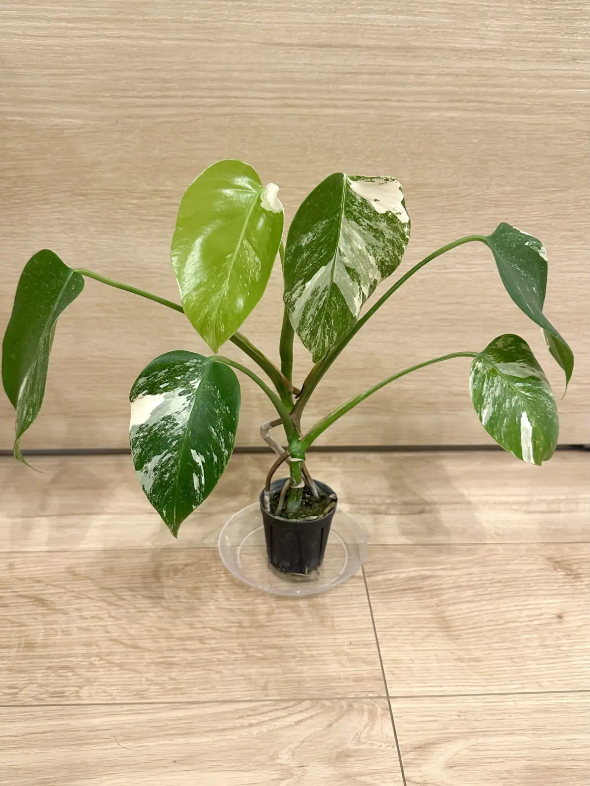 モンステラ　斑入り